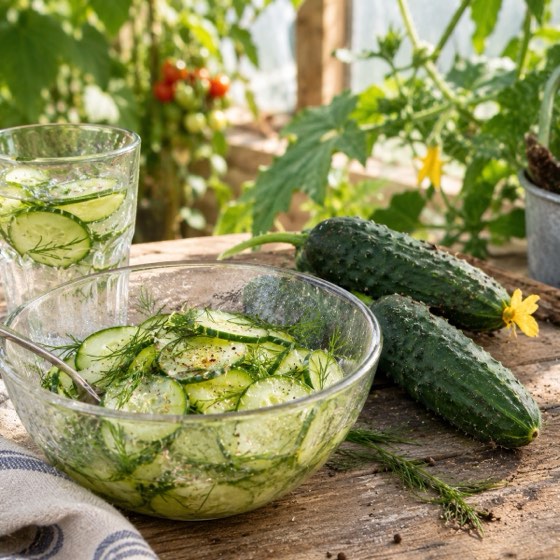 Gurkor och pressgurka med dill i växthuset (serveringsförslag)